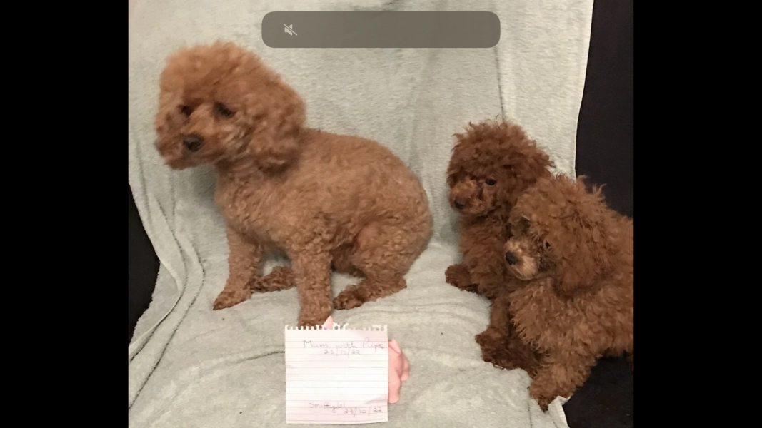 Toy Poodle puppies for sale