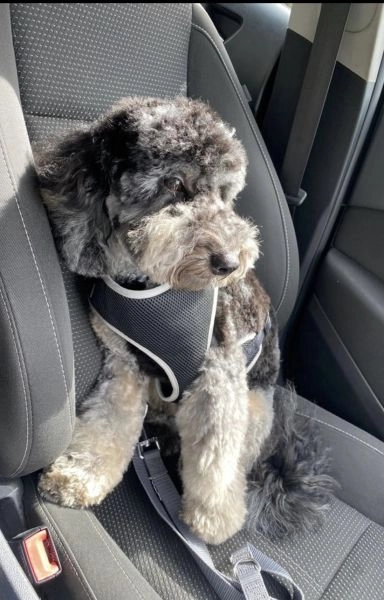 Cockerpoo Cross Mini Schnauzer Puppies