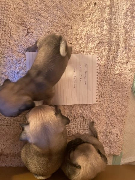 Pug puppies KC Registered 3 x boys 2 x girls