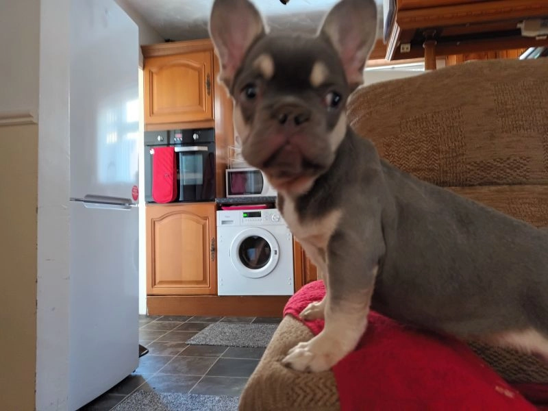 French Bulldog Female 15 weeks, carrying L1 long haired gene