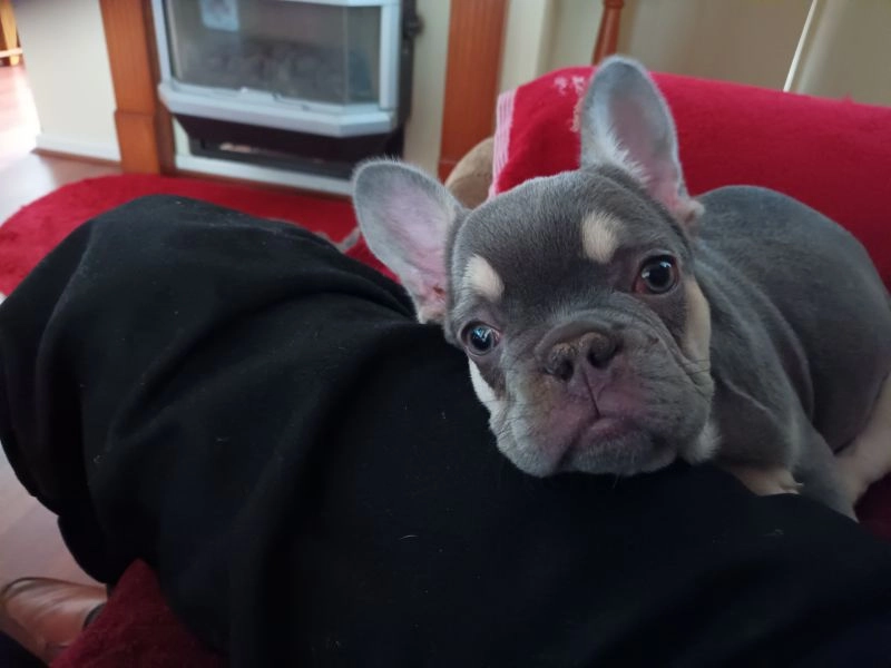 French Bulldog Female 15 weeks, carrying L1 long haired gene