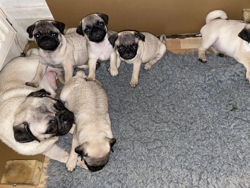 Pug puppies KC Registered 3 x boys [1 Boy Sold] 2 x girls