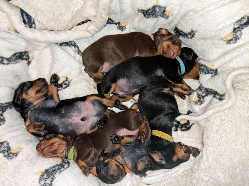 BLACK & TAN/CHOCOLATE & TAN DACHSHUND PUPPIES FOR SALE READY IN MAY