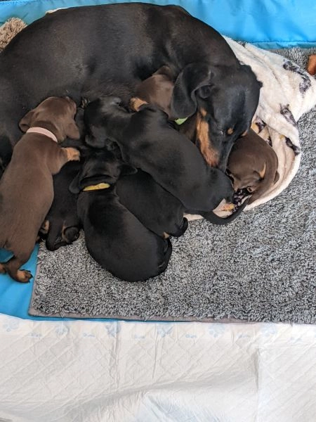 BLACK & TAN/CHOCOLATE & TAN DACHSHUND PUPPIES FOR SALE READY IN MAY
