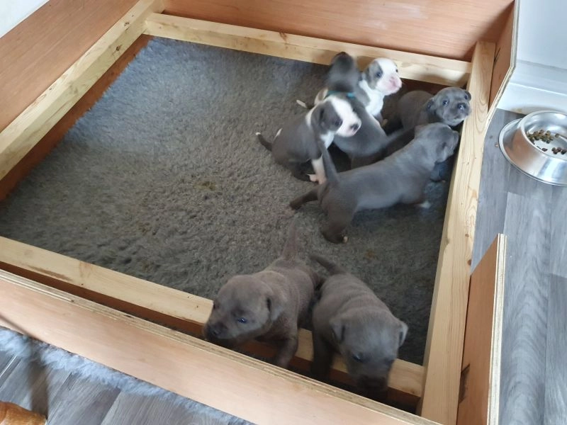 Blue Staffordshire bull terrier puppies