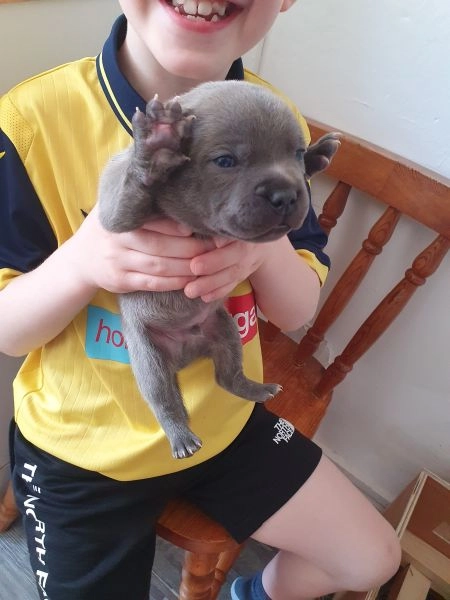 Blue Staffordshire bull terrier puppies