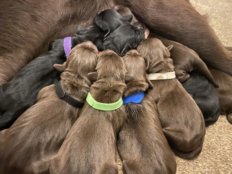 5th generation labrador retriever puppies