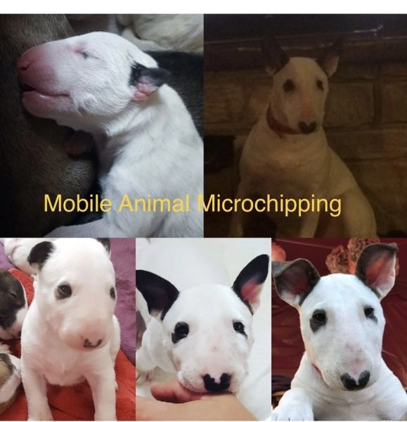 Dog and cat microchip and ultrasound services