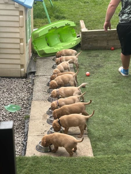 KC registered fox red/ yellow puppy’s for sale £900