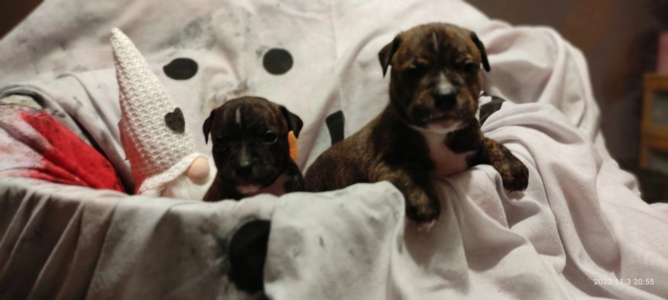 Staffordshire bull terrier gorgeous pups