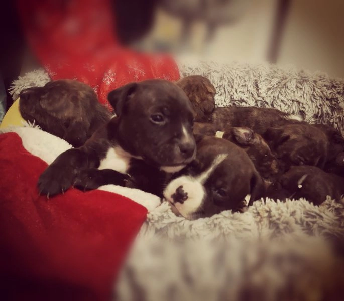 Staffordshire bull terrier gorgeous pups