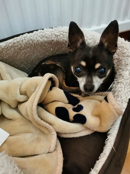Chihuahua male dog