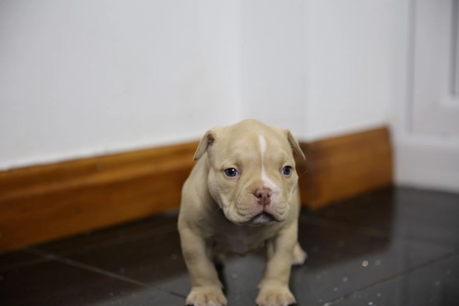 2 males 1 female American pocket bully puppies