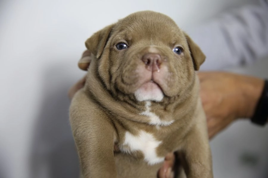 2 males 1 female American pocket bully puppies