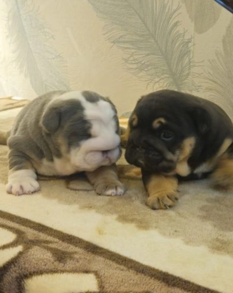 English Bulldog Puppies, Blue & Tan, Blue & White For Sale